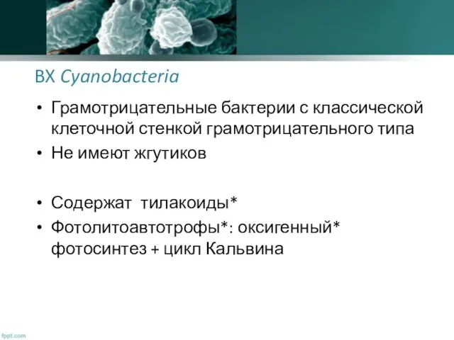 BX Cyanobacteria Грамотрицательные бактерии с классической клеточной стенкой грамотрицательного типа