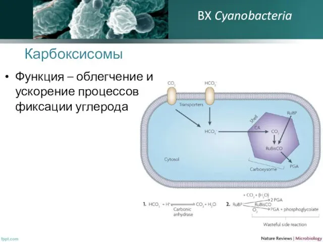 Карбоксисомы Функция – облегчение и ускорение процессов фиксации углерода BX Cyanobacteria