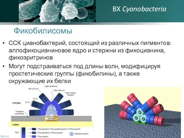 Фикобилисомы ССК цианобактерий, состоящий из различных пигментов: аллофикоцианиновое ядро и