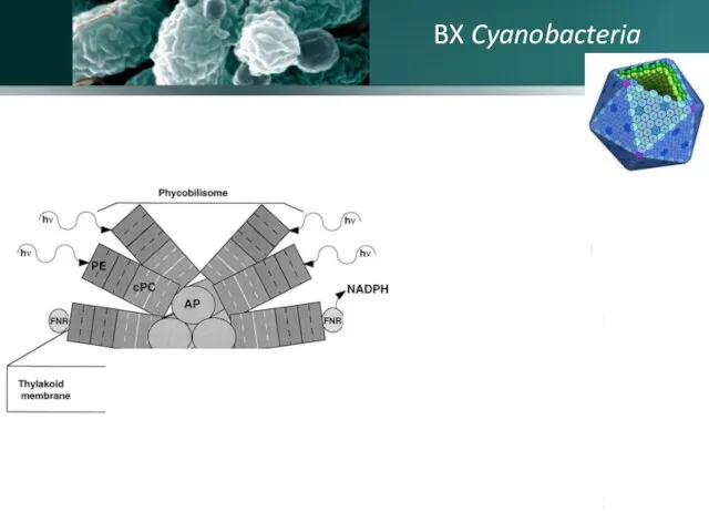 BX Cyanobacteria