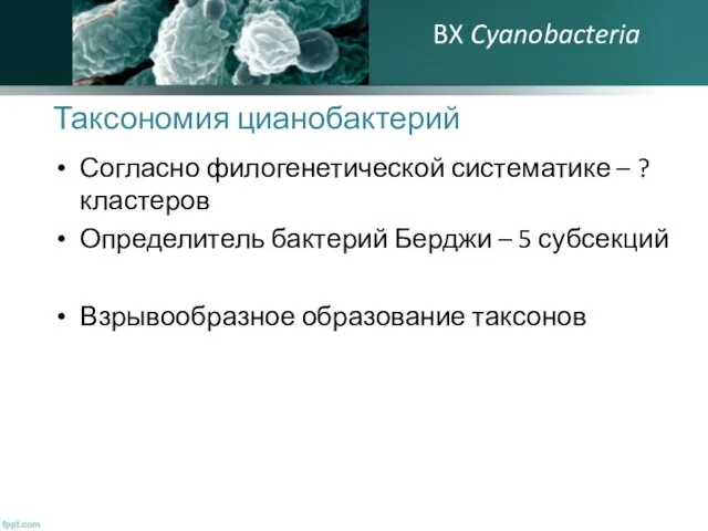 Таксономия цианобактерий Согласно филогенетической систематике – ? кластеров Определитель бактерий