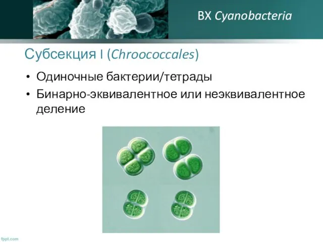 Субсекция I (Chroococcales) Одиночные бактерии/тетрады Бинарно-эквивалентное или неэквивалентное деление BX Cyanobacteria