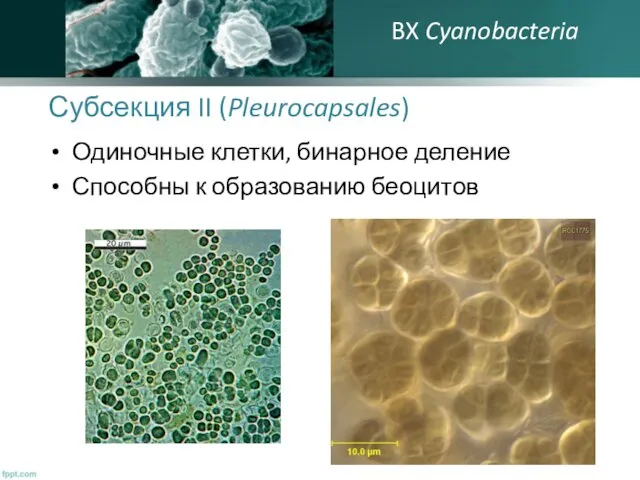Субсекция II (Pleurocapsales) Одиночные клетки, бинарное деление Способны к образованию беоцитов BX Cyanobacteria