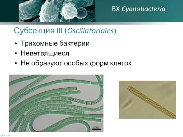 Субсекция III (Oscillatoriales) Трихомные бактерии Неветвящиеся Не образуют особых форм клеток BX Cyanobacteria