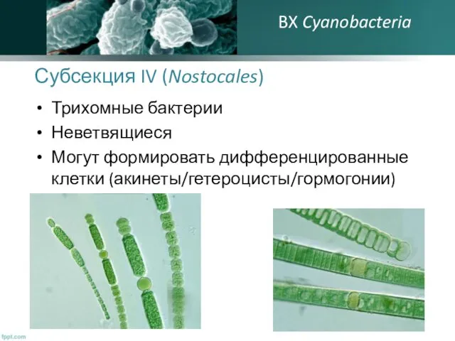 Субсекция IV (Nostocales) Трихомные бактерии Неветвящиеся Могут формировать дифференцированные клетки (акинеты/гетероцисты/гормогонии) BX Cyanobacteria
