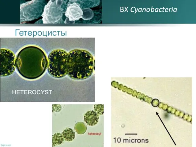 Гетероцисты BX Cyanobacteria