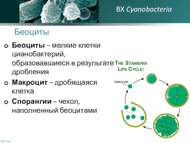 Беоциты Беоциты – мелкие клетки цианобактерий, образовавшиеся в результате дробления