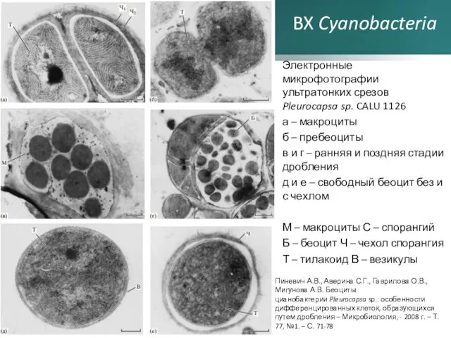 BX Cyanobacteria Электронные микрофотографии ультратонких срезов Pleurocapsa sp. CALU 1126