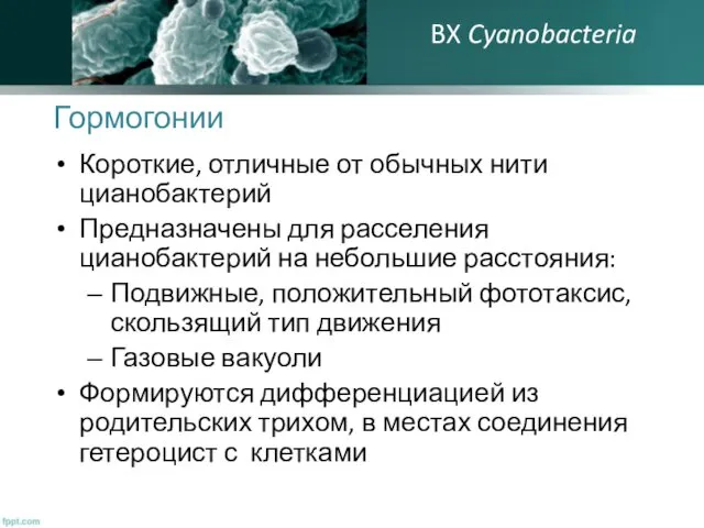 Гормогонии Короткие, отличные от обычных нити цианобактерий Предназначены для расселения