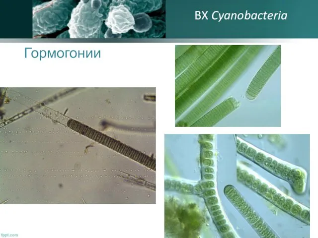 Гормогонии BX Cyanobacteria