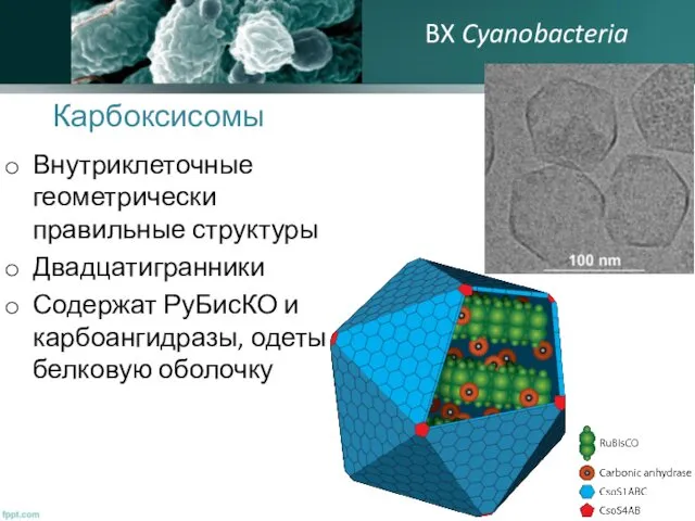 Карбоксисомы Внутриклеточные геометрически правильные структуры Двадцатигранники Содержат РуБисКО и карбоангидразы, одеты в белковую оболочку BX Cyanobacteria