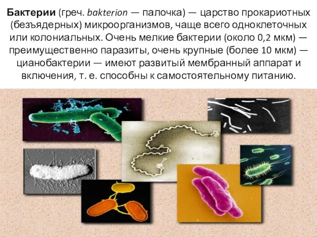 Бактерии (греч. bakterion — палочка) — царство прокариотных (безъядерных) микроорганизмов,