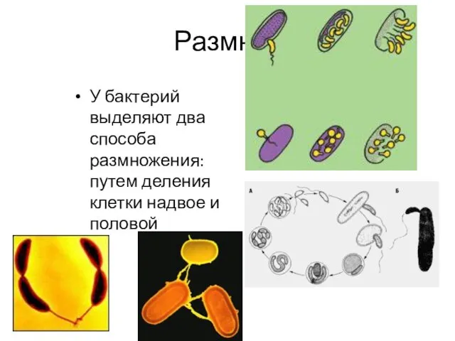 Размножение У бактерий выделяют два способа размножения: путем деления клетки надвое и половой