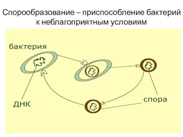 Спорообразование – приспособление бактерий к неблагоприятным условиям