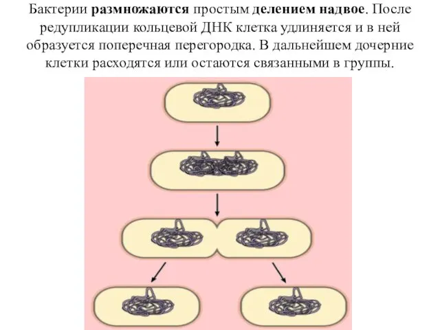 Бактерии размножаются простым делением надвое. После редупликации кольцевой ДНК клетка