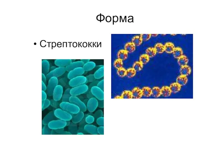 Форма Стрептококки