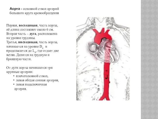 Аорта - основной ствол артерий большого круга кровообращения Первая, восходящая, часть аорты, её