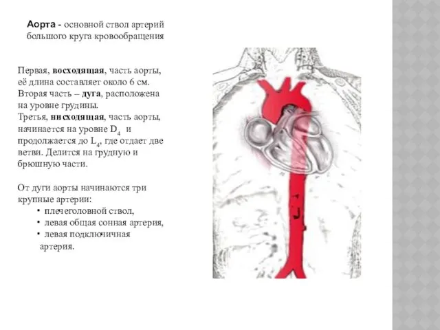 Аорта - основной ствол артерий большого круга кровообращения Первая, восходящая,