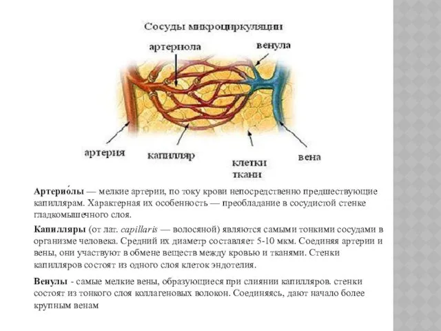 Артерио́лы — мелкие артерии, по току крови непосредственно предшествующие капиллярам. Характерная их особенность