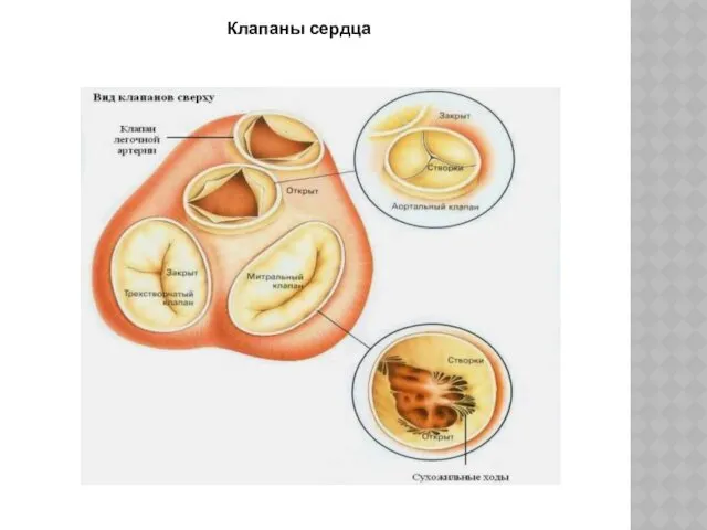 Клапаны сердца