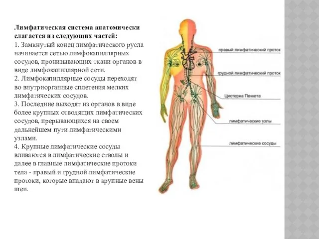Лимфатическая система анатомически слагается из следующих частей: 1. Замкнутый конец лимфатического русла начинается