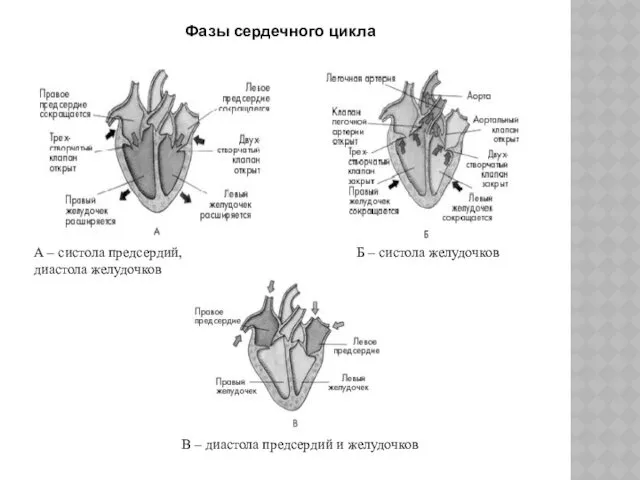 Фазы сердечного цикла А – систола предсердий, диастола желудочков Б – систола желудочков