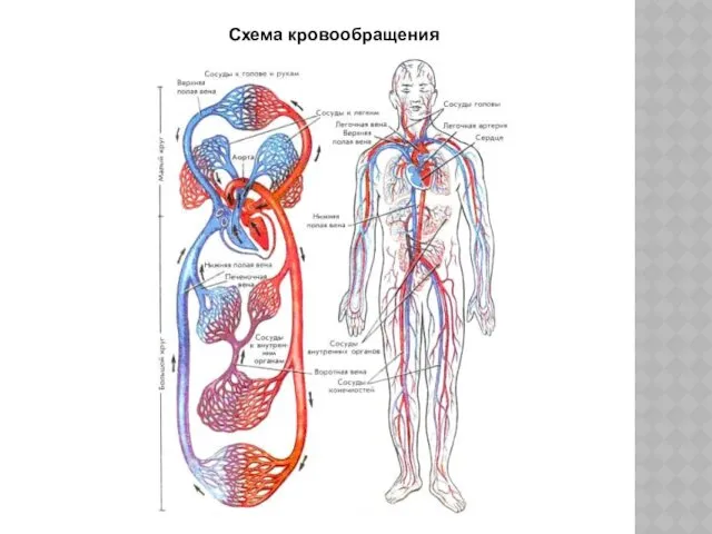 Схема кровообращения