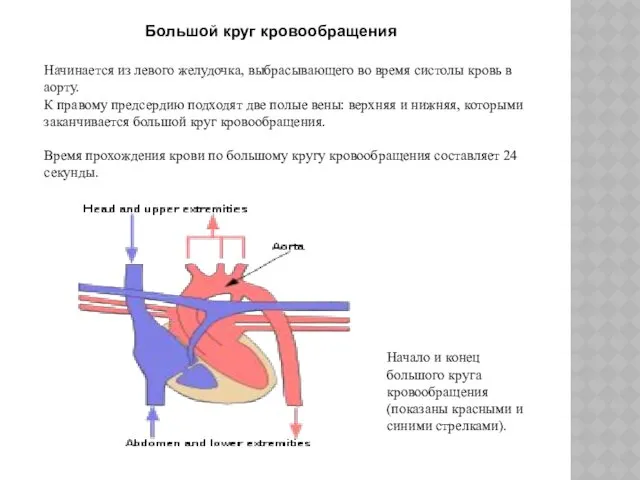 Начало и конец большого круга кровообращения (показаны красными и синими