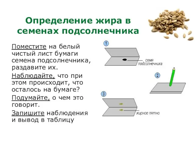 Определение жира в семенах подсолнечника Поместите на белый чистый лист бумаги семена подсолнечника,