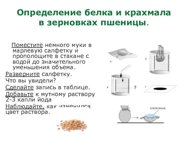 Определение белка и крахмала в зерновках пшеницы. Поместите немного муки в марлевую салфетку