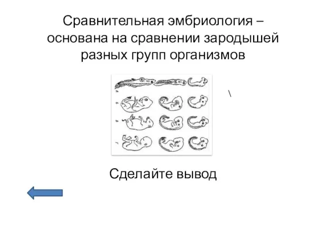 Сравнительная эмбриология – основана на сравнении зародышей разных групп организмов Сделайте вывод \