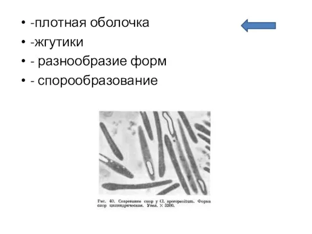 -плотная оболочка -жгутики - разнообразие форм - спорообразование