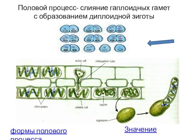 Половой процесс- слияние гаплоидных гамет с образованием диплоидной зиготы Значение формы полового процесса