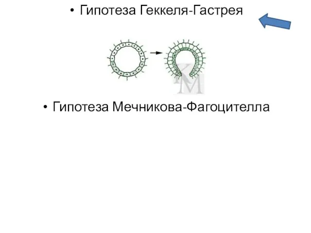 Гипотеза Геккеля-Гастрея Гипотеза Мечникова-Фагоцителла