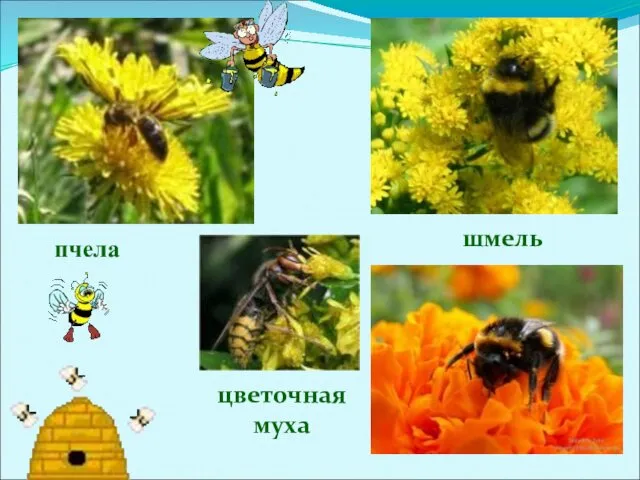 пчела шмель цветочная муха