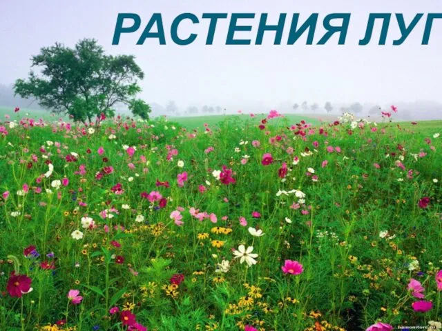 РАСТЕНИЯ ЛУГА