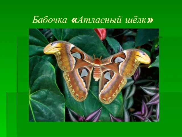 Бабочка «Атласный шёлк»