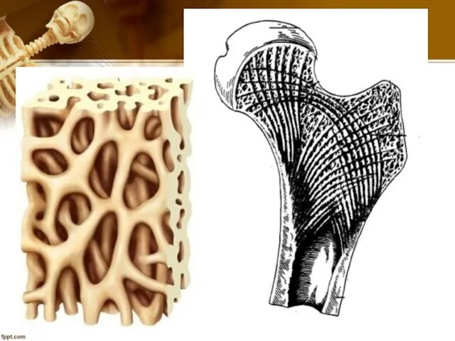 Кость как орган Состоит из костных пластинок, различают губчатое и