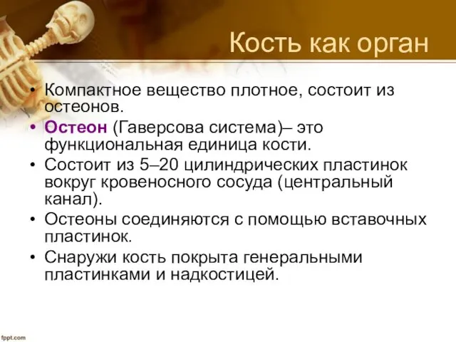 Кость как орган Компактное вещество плотное, состоит из остеонов. Остеон