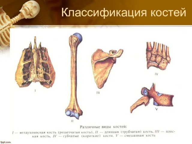 Классификация костей По форме, функции, строению и развитию кости делятся