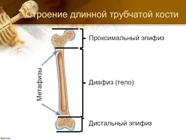 Строение длинной трубчатой кости Метафизы Дистальный эпифиз Проксимальный эпифиз Диафиз (тело)