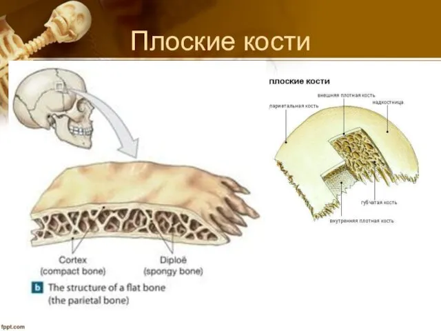 Плоские кости Плоские кости: грудина, лопатка, теменная кость, рёбра и