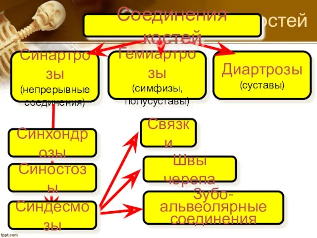 Соединения костей Синартрозы (непрерывные соединения) Диартрозы (суставы) Гемиартрозы (симфизы, полусуставы)