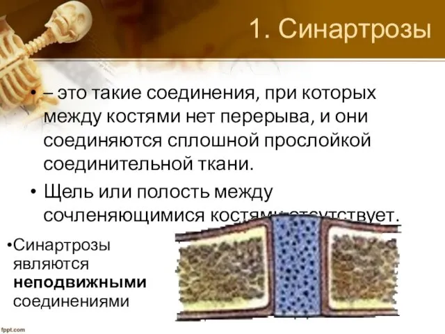 1. Синартрозы – это такие соединения, при которых между костями