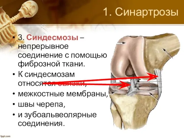 1. Синартрозы 3. Синдесмозы – непрерывное соединение с помощью фиброзной