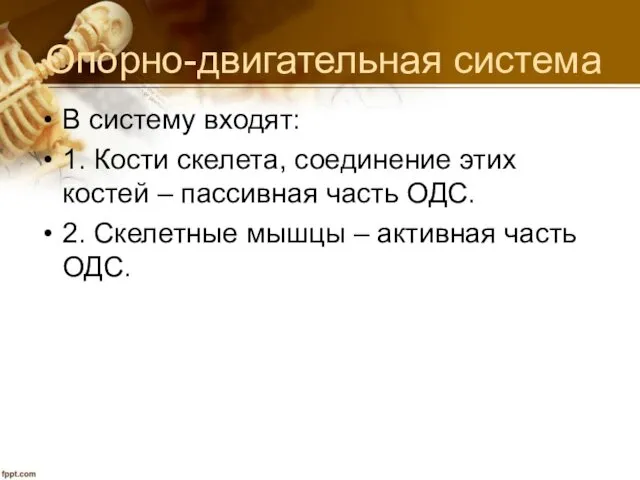 Опорно-двигательная система В систему входят: 1. Кости скелета, соединение этих