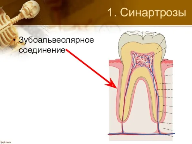 1. Синартрозы Зубоальвеолярное соединение