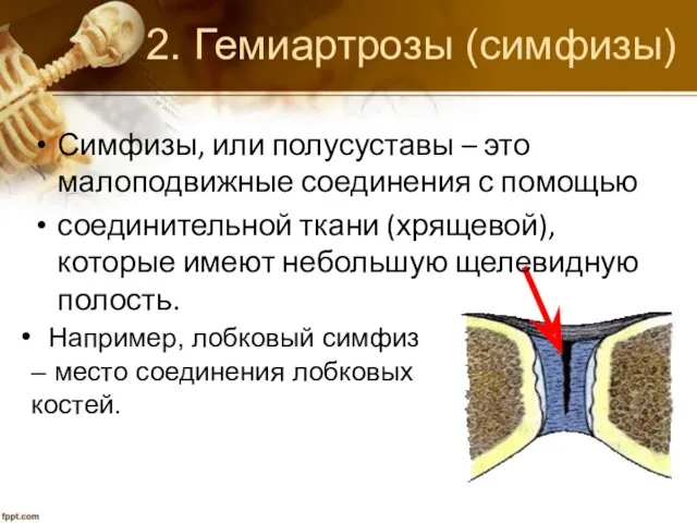 2. Гемиартрозы (симфизы) Симфизы, или полусуставы – это малоподвижные соединения