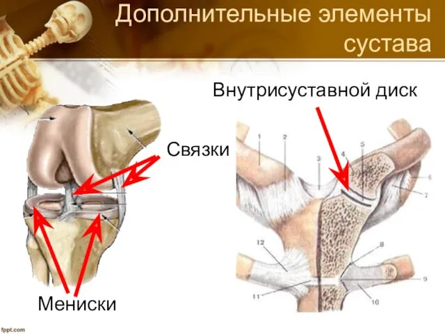 Дополнительные элементы сустава Связки Мениски Внутрисуставной диск