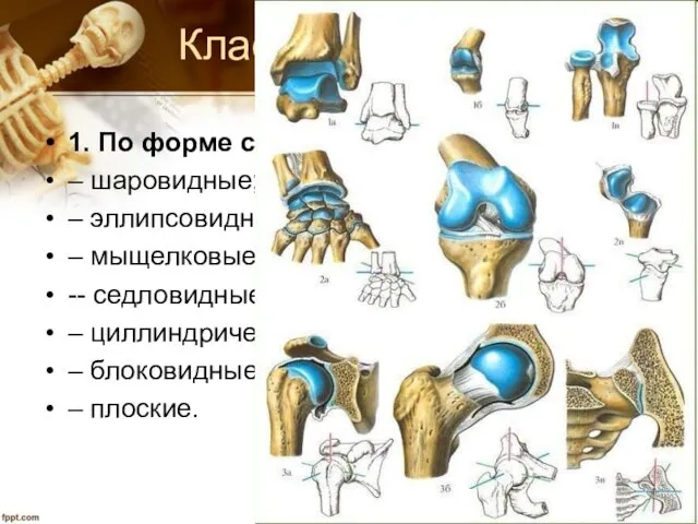 Классификация суставов 1. По форме суставных поверхностей: – шаровидные; –